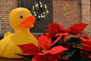 DSC_3361-300x200 Duck The Halls