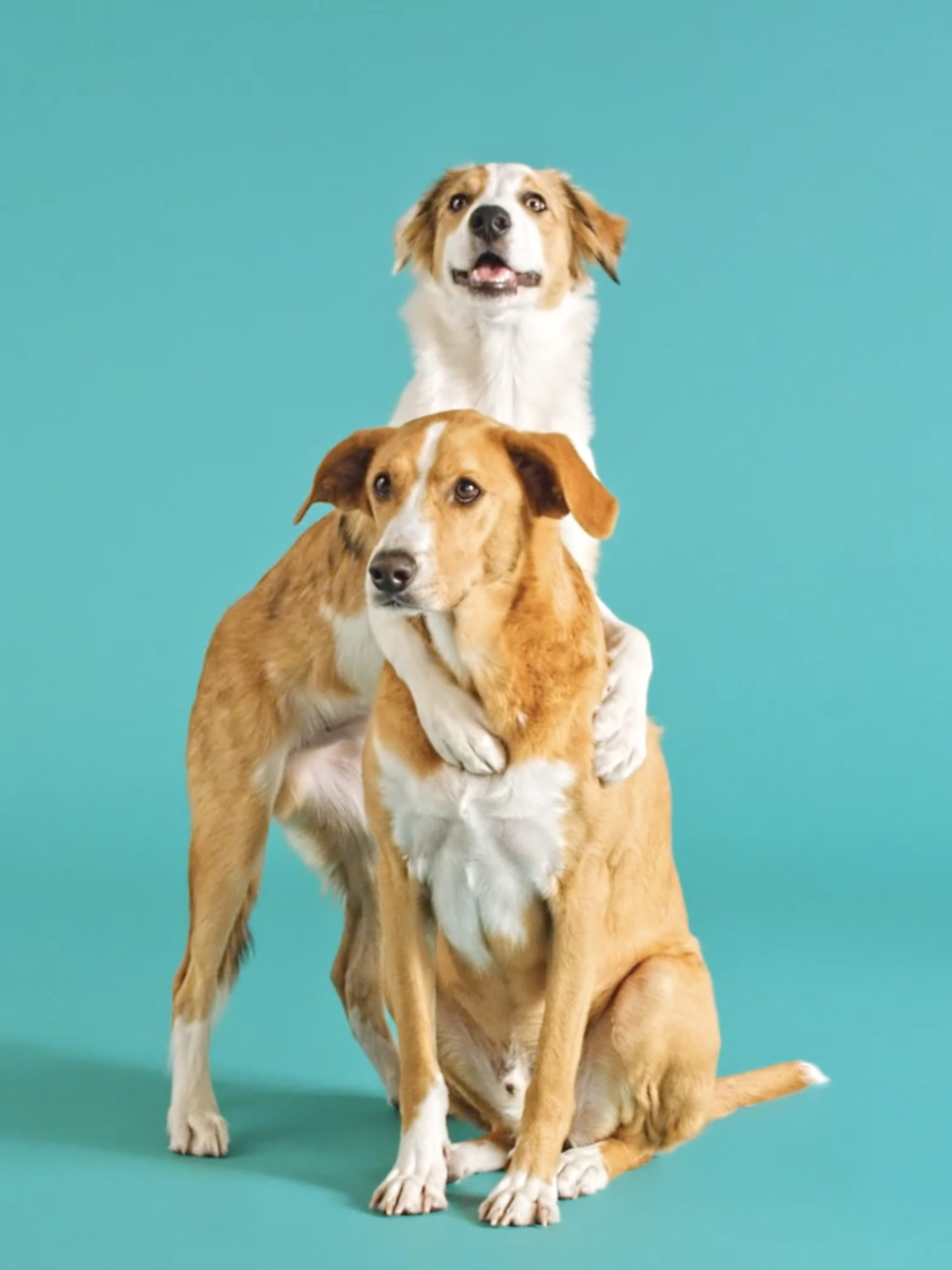 image 5 Commercial Video Production for unrefined midwestern pet foods